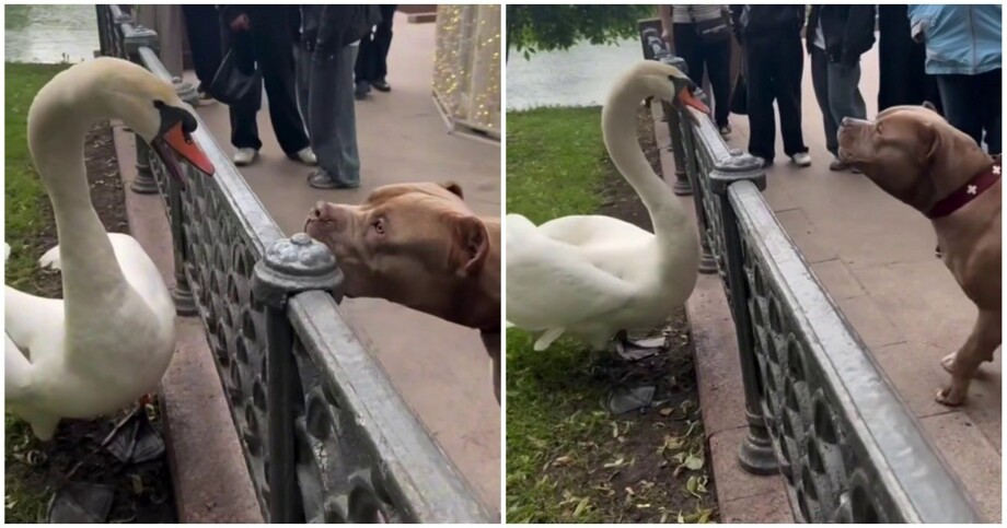 
        Пёс&nbsp;Сеня не&nbsp;понравился лебедю    