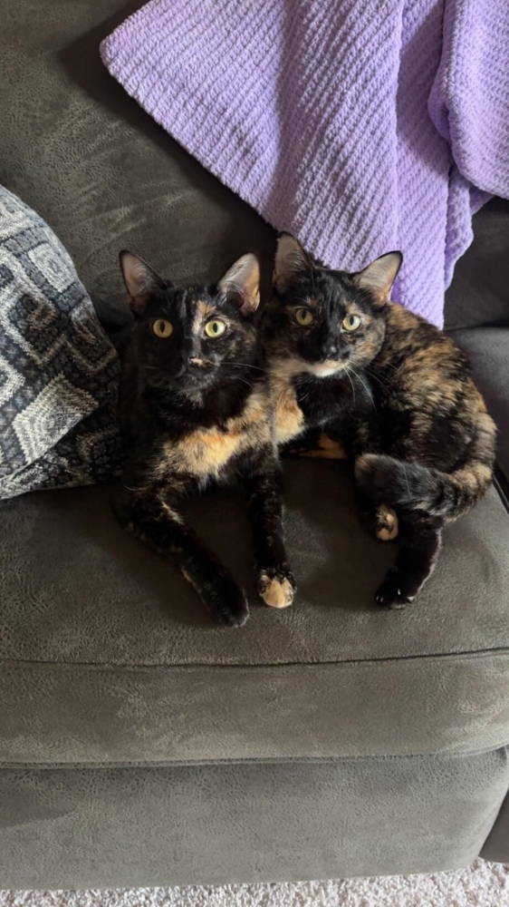 30 фото кошек, которых считают талисманами удачи
30 фото кошек, которых считают талисманами удачи