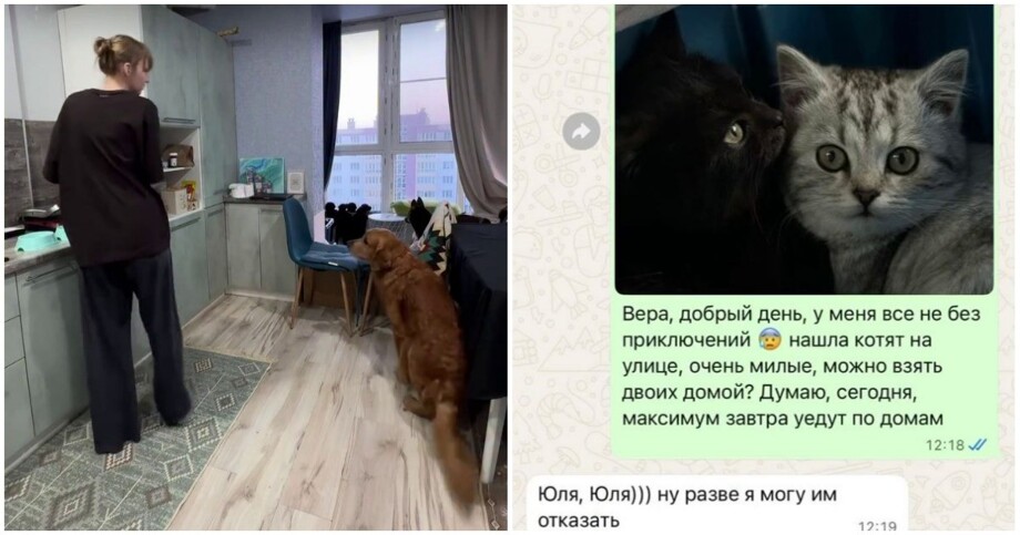 
        Хозяйка квартиры позволила арендаторам ненадолго оставлять спасённых животных    