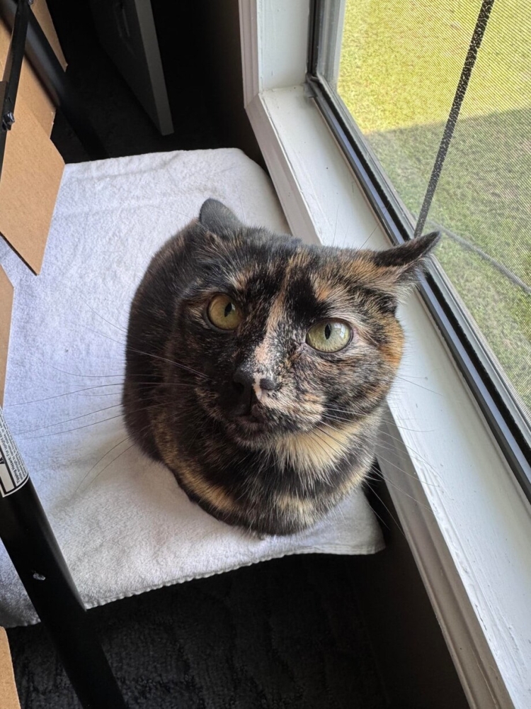 30 фото кошек, которых считают талисманами удачи
30 фото кошек, которых считают талисманами удачи