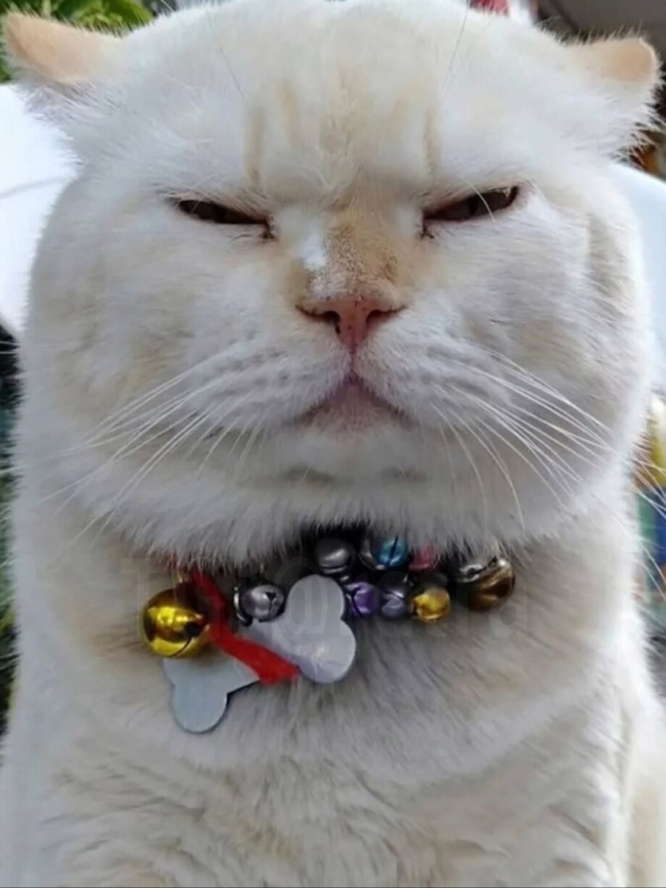 
        Пушистый охранник арбузов    