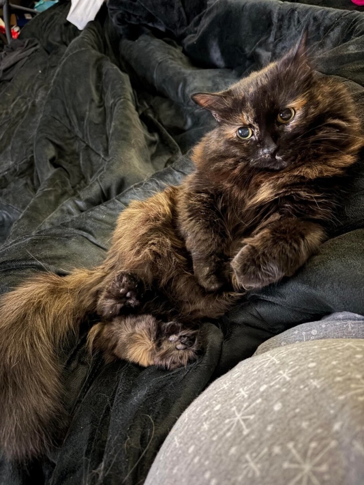 30 фото кошек, которых считают талисманами удачи
30 фото кошек, которых считают талисманами удачи