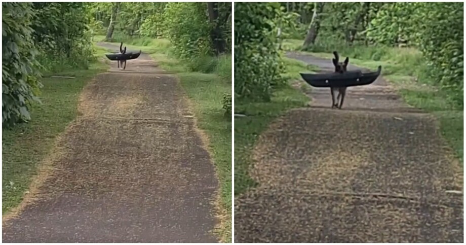 
        Домовитый пёс    