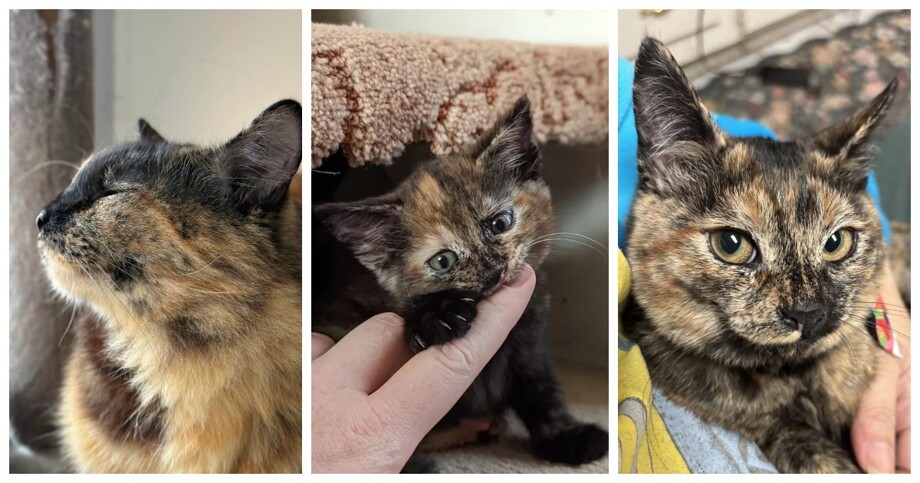 30 фото кошек, которых считают талисманами удачи
30 фото кошек, которых считают талисманами удачи