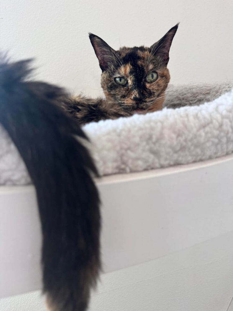 30 фото кошек, которых считают талисманами удачи
30 фото кошек, которых считают талисманами удачи