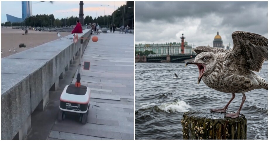 В Питере замечен чайкопуг
В Питере замечен чайкопуг