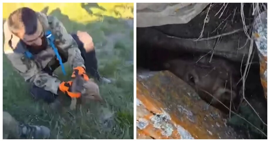 
        Байкеры в&nbsp;Дагестане достали двух волчат из-под каменного завала    