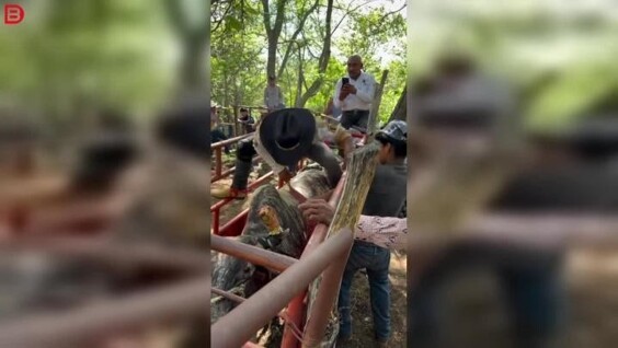 
        Бык&nbsp;ещё&nbsp;не&nbsp;начал, а&nbsp;ковбой уже&nbsp;словил    