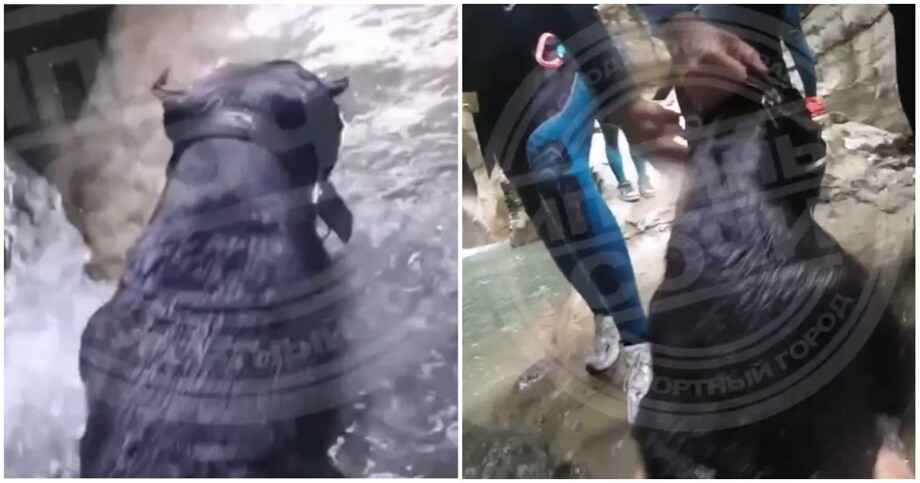 Добрые люди спасли собаку, которая упала со скалы в воду
Добрые люди спасли собаку, которая упала со скалы в воду