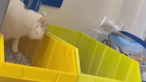 
        Сосед опять не&nbsp;закопал за&nbsp;собой    