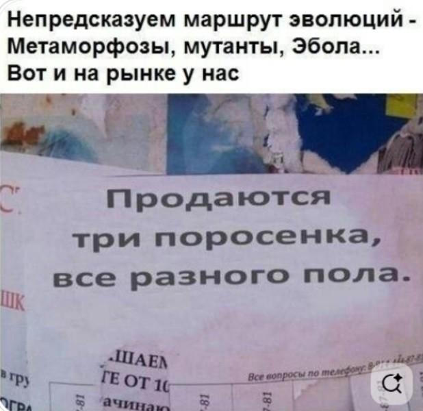 Рифмованные шутки к картинкам Рифмованные шутки к картинкам