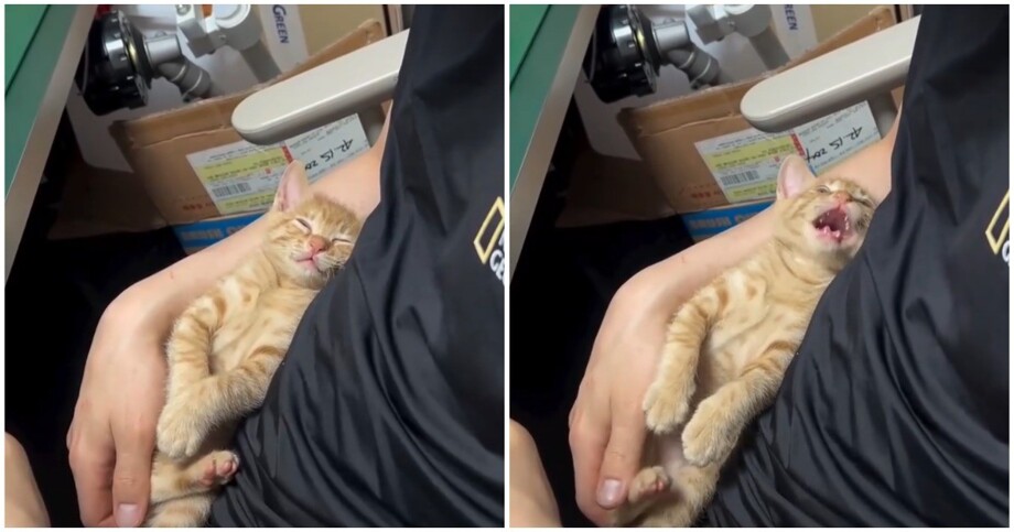 Котёнку приснилось дно миски
Котёнку приснилось дно миски