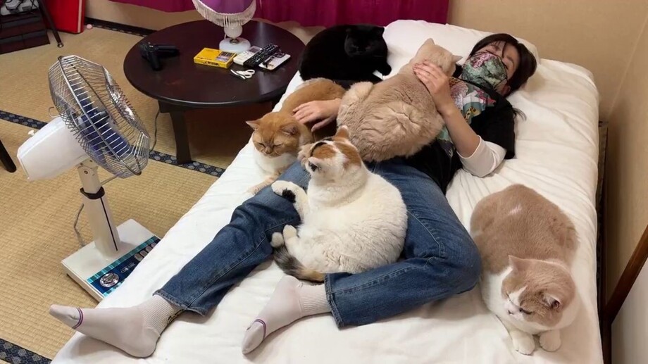 
        Кошки пришли к&nbsp;хозяйке, почувствовав, что&nbsp;ей&nbsp;плохо    